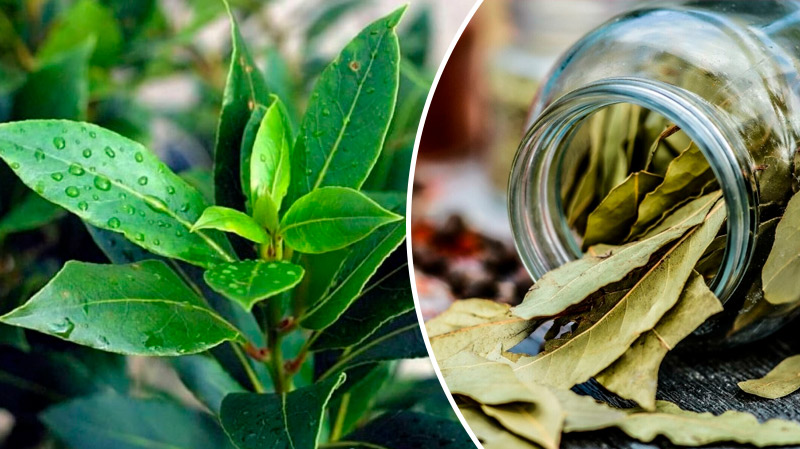 Дар природи: лаврове листя, що допомагає при тиску, діабеті й головному болю