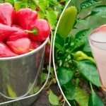 3 столові ложки на 33 літри води — головне підживлення для перцю від гнилі плодів