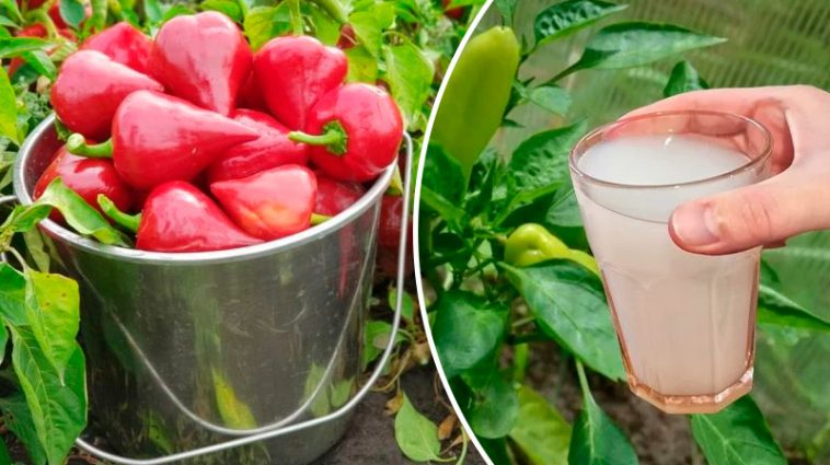 3 столові ложки на 33 літри води — головне підживлення для перцю від гнилі плодів