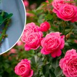 Укорінення троянд влітку: перевірений спосіб, завдяки якому приживається кожен пагін