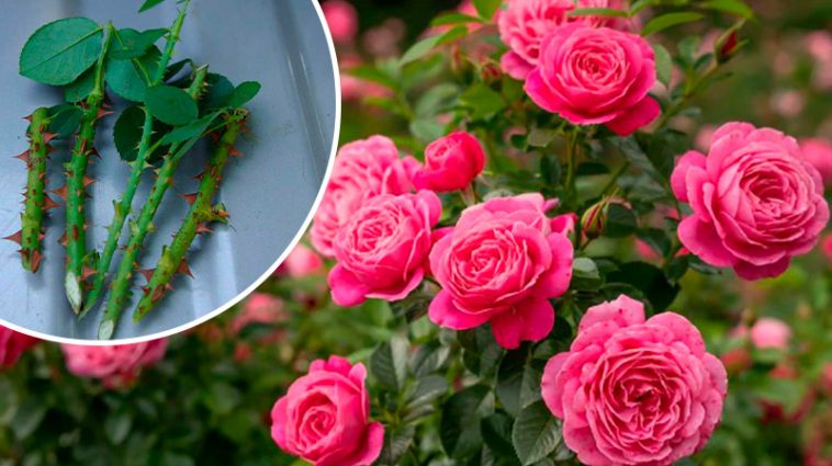Укорінення троянд влітку: перевірений спосіб, завдяки якому приживається кожен пагін