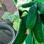 3 домашні добрива для огірків: урожай буде такий щедрий, що ділитиметесь із сусідами!