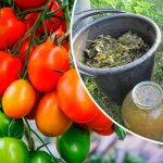 Ефективне добриво з живокосту: прискорюємо дозрівання томатів та подовжуємо їх зберігання 🍅