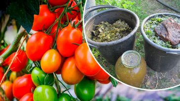Ефективне добриво з живокосту: прискорюємо дозрівання томатів та подовжуємо їх зберігання 🍅