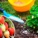 Саме час підживити полуницю! Чим удобрювати після цвітіння, щоб ягоди наливалися соком