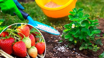 Саме час підживити полуницю! Чим удобрювати після цвітіння, щоб ягоди наливалися соком