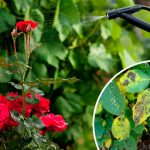 Як ефективно побороти чорну плямистість на трояндах — перевірений метод