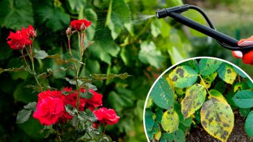 Як ефективно побороти чорну плямистість на трояндах — перевірений метод