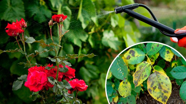 Як ефективно побороти чорну плямистість на трояндах — перевірений метод