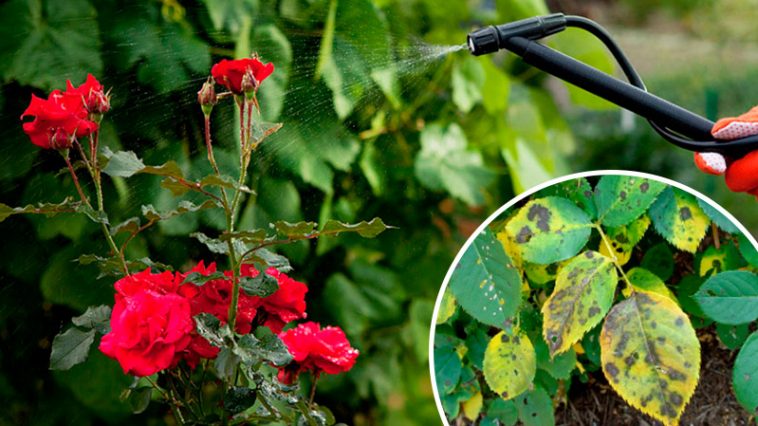 Як ефективно побороти чорну плямистість на трояндах — перевірений метод
