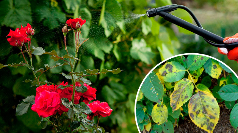 Як ефективно побороти чорну плямистість на трояндах — перевірений метод