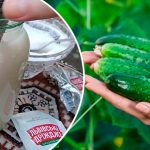 Навіщо рослинам дріжджі: користь та рецепти натурального підживлення