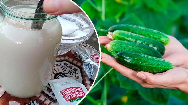 Навіщо рослинам дріжджі: користь та рецепти натурального підживлення