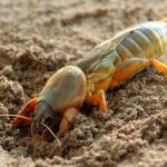 Як позбутися ведмедки на городі: прості та ефективні способи