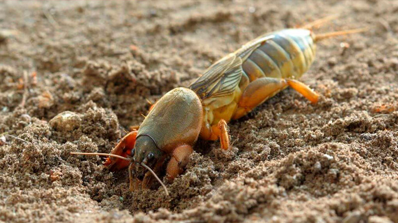 Як позбутися ведмедки на городі: прості та ефективні способи