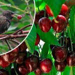 Як уберегти ягоди від птахів: перевірені способи захисту врожаю