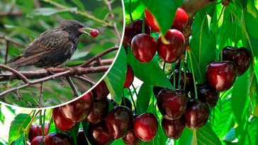 Як уберегти ягоди від птахів: перевірені способи захисту врожаю