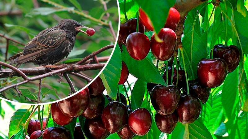 Як уберегти ягоди від птахів: перевірені способи захисту врожаю