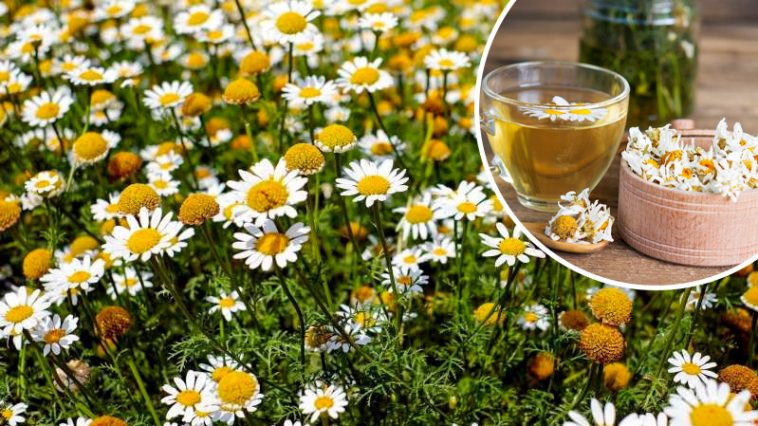 Ромашка — природний цілитель. Встигніть заготовити цю цінну рослину!
