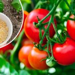 Завжди надаю перевагу натуральному підживленню помідорів: урожай щоразу тішить око!