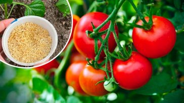 Завжди надаю перевагу натуральному підживленню помідорів: урожай щоразу тішить око!