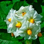 Квіт картоплі — справжній дар небес. Повторюйте лікування, поки не відчуєте себе юними!