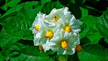 Квіт картоплі — справжній дар небес. Повторюйте лікування, поки не відчуєте себе юними!