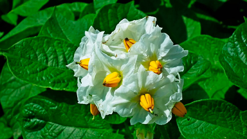 Квіт картоплі — справжній дар небес. Повторюйте лікування, поки не відчуєте себе юними!