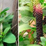 🌿 Лаконос ягідний (фітолакка): користь, лікувальні властивості та рецепти застосування