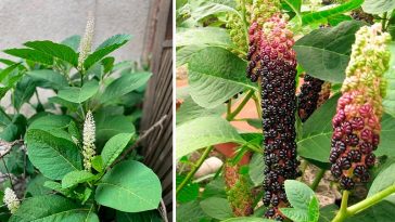 🌿 Лаконос ягідний (фітолакка): користь, лікувальні властивості та рецепти застосування