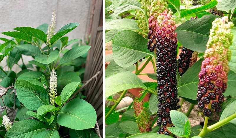 🌿 Лаконос ягідний (фітолакка): користь, лікувальні властивості та рецепти застосування