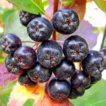 Неймовірна користь чорноплідної горобини: природний захисник здоров’я