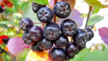 Неймовірна користь чорноплідної горобини: природний захисник здоров’я