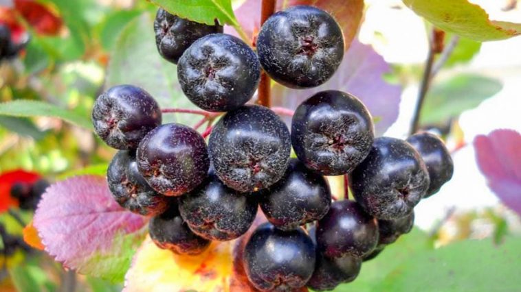 Неймовірна користь чорноплідної горобини: природний захисник здоров’я