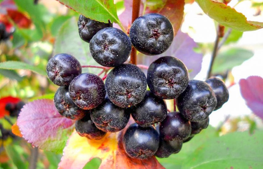 Неймовірна користь чорноплідної горобини: природний захисник здоров’я