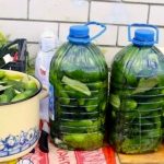 Домашні квашені огірки в пляшках — смак як з бочки!