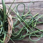 Коли обрізати стрілки у озимого часнику і як це зробити правильно