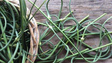 Коли обрізати стрілки у озимого часнику і як це зробити правильно