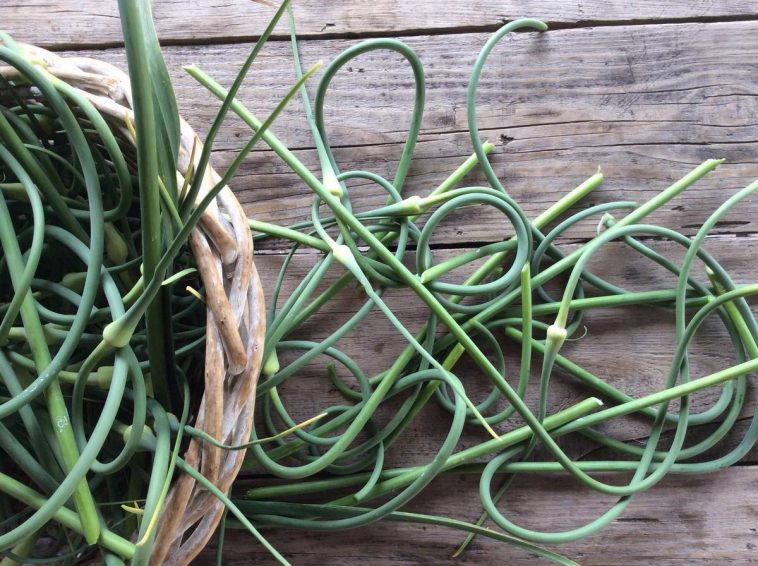 Коли обрізати стрілки у озимого часнику і як це зробити правильно