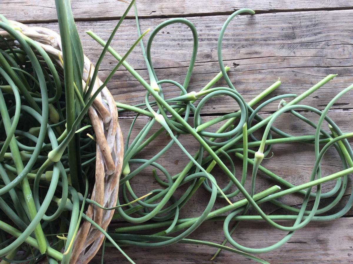 Коли обрізати стрілки у озимого часнику і як це зробити правильно