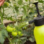 🌧 Як врятувати овочі в холодне та дощове літо: мій перевірений рецепт обприскування