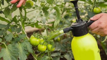 🌧 Як врятувати овочі в холодне та дощове літо: мій перевірений рецепт обприскування