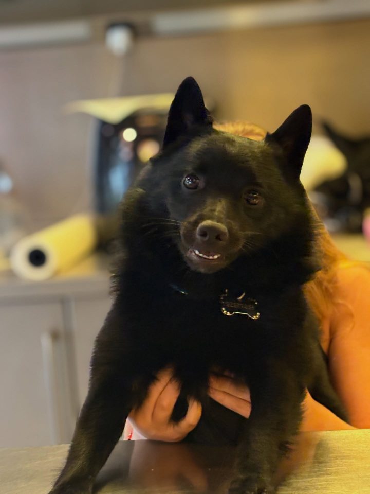 Максим Галкін