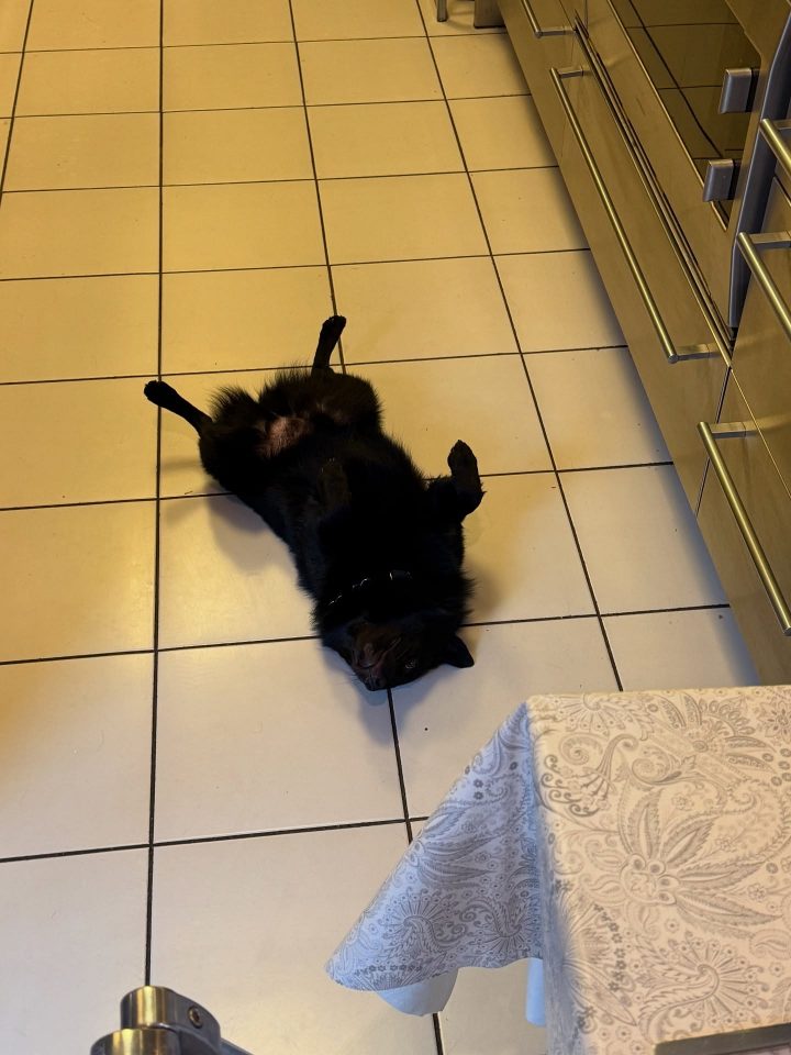 Максим Галкін