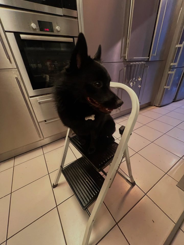 Максим Галкін