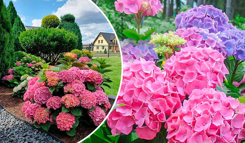 Як змінити колір гортензії: покрокова інструкція для садівників 🌸