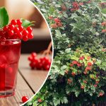 Калина: користь, способи застосування та рецепти приготування