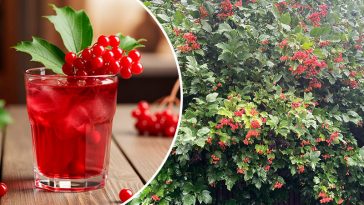 Калина: користь, способи застосування та рецепти приготування