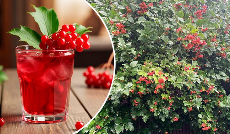 Калина: користь, способи застосування та рецепти приготування