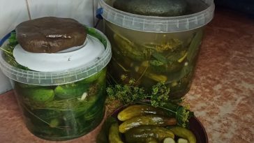 30 років — тільки так! Хрусткі квашені огірочки, як із бабусиної діжки